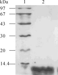 2 SDS-PAGE analysis of purified and refolded HIV-1 protease 1 LMW protein molecular weight standard 2HIV-1 protease recovered from refolded diluent. 2.3 ph / 3pH ph5.0, 1 mol/l NaCl 3 Fig.