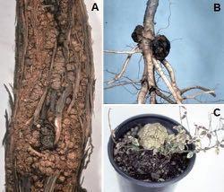 Καρκίνος αµπέλου Allorhizobium vitis (Agrobacterium vitis) Σοβαρή ασθένεια της αµπέλου µε