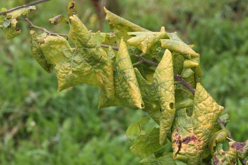 Ίκτερος, χρυσίζουσα χλώρωση, µαύρο ξύλο Phytoplasma vitis (χρυσίζουσα χλώρωση)