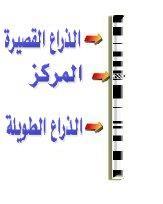 ل قالا ال ج الج سي ب ن اللجا ال ساق) إف الص ل اإل اث( ل جذ ا ف ه اخ الم. فال ل ت س ت ن الج س ن-في ال ج الج سي ى ذ اإل اث قلبا ت طابق ن)إف ت شابه ن بذلج ىال في الش الط ) امذ ت هتا لت إل ه بالملم.