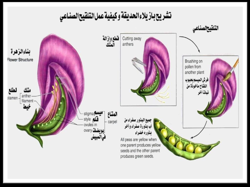 ٣ -كثرة عدد الصفات المتضادة ٤ -سهولة الزراعة والتلقيح ٥ -نبتة خنثى اجتماع اعضاء التذكير والتانيث في نفس الزهرة *التلقيح : انتقال الكميتات الذكرية باتجاه الكميتات األنثوية.