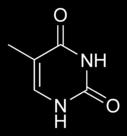 نيتروجينيه النيوكليوتيده الحرة تكون ثالثية الفوسفات تسمى نيوكليوتيدات ال DNA بما يلي: Deoxyadenosin triphosphate (datp) Deoxythymidine triphosphate (dttp) Deoxyguanidine triphosphate (dgtp)