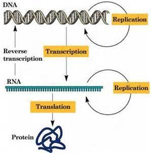 المادة الوراثية DNA في حقيقة النواة :- توجد في داخل النواة وهي عضية داخل الخلية وجميع العضيات محاطة بغشاء كالنواة والبالستيدات )في النبات( والمايتوكندريا اي ان المادة الوراثية في حقيقية النواة محاطة