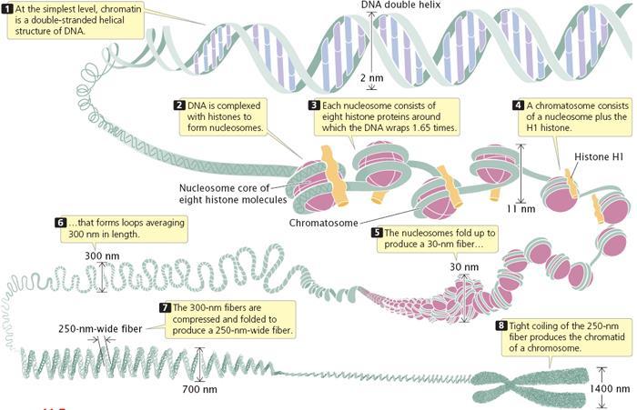 الهستونات Histones تراكيب كرويه ذات طبيعة بروتينيه تحتوي