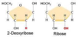 تصنف القواعد النايتروجينيه الي نوعين:- -1 البيورنات : Purnes تشمل االدنين )Adenine( والكوانين (Guanine) اي G A -2 البريميدينات : Pyrimidine السايتوسين Cytosine والثايمين Thymin