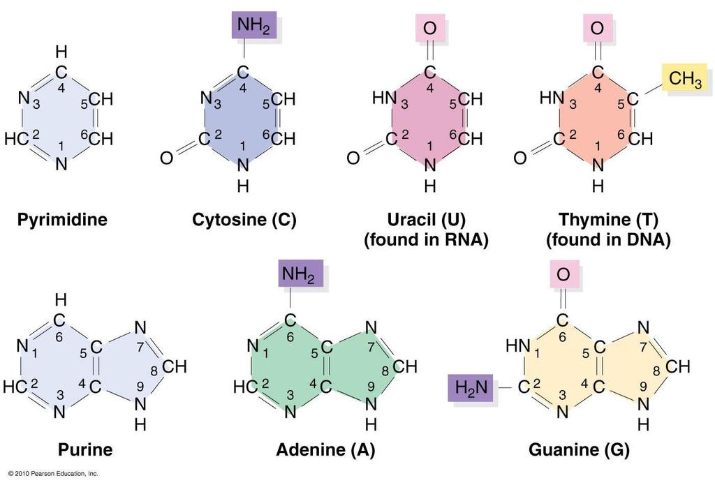 U T C ويدخل اليوراسيل في تركيب RNA اما االنواع االخرى فتدخل في تركيب DNA وهناك الكثير من القواعد النيتروجينية الشاذة في RNA كذلك تختلف جزيئات RNA عن DNA في احتواءه علي سكر