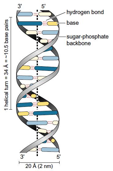 : Double helix إن أول من اكتشف تركيب الDNA بشكل Doubleهما helix العالمين واتسن وكرك عام Crick) 1953 (James Watson and Francis