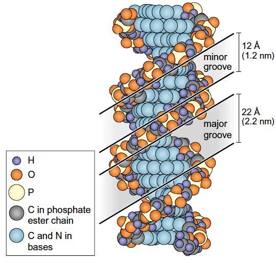 11- التركيب األولى والثانوي :DNA يتكون التركيب األولي من الشريط المنفرد الذي يتألف من سلسلة من النيوكليوتيدات التي تبنى باالتجاه '3-'5 وتمتاز بوجود أصره تساهمية فقط bond) (Phosphodiester اما التركيب