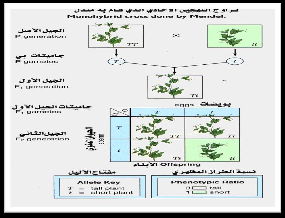 -أثارة هذه النتاج فضول مندل حيث اختفاء صفات احد األبوين في الجيل االول صفات لألبناء في الجيل الثاني غير موجودة لدى اآلباء.