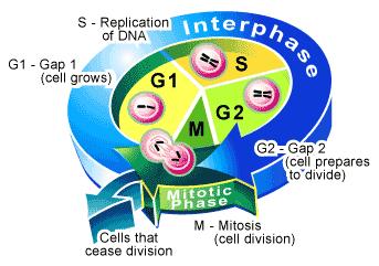 هنالك طورين أساسين لدورة حياة الخلية Cell cycle وهما الطور البيني Inter phase وطور االنقسام الخيطي Mitotic phase ولكل من