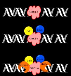 تميز منشأ التضاعف :Origin of Replication Recognition تسمى المنطقة التي يبدا عندها التضاعف ب Origin of Replication ويمز لها في الكروموسوم OriC اما في البالزميد فيرمز له OriT حيث تميز هذه المنطقة من