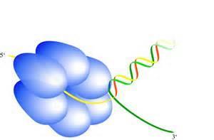 من االتجاهين لفتح المزدوج بواسطة انزيم Helicase وتتزامن معها ارتباط