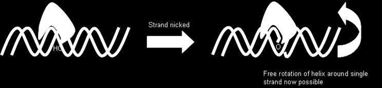 Replication fork والتي تتجه باالتجاهين.