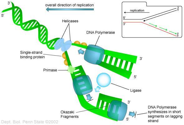 تصنيع الدناpolymerase.