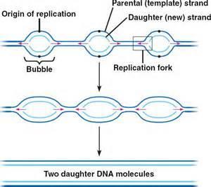 بما انه هنالك أكثر من شوكة للتضاعف على طول جزيئة الدنا DNA في حقيقية النواة لذلك سيتكون أشبه بالفقاعات Bubbles التي تقترب