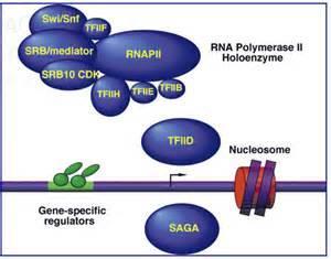 انزيم بلمرة الرنا.RNA polymerase تتضمن هذه العملية الخطوات التالية: البدء Initiation -1 اإلطالة Elongation -2 اإلنهاء Termination -3 وفيما يلي شرح مفصل لمجمل األحداث التي تجري في كل خطوة.