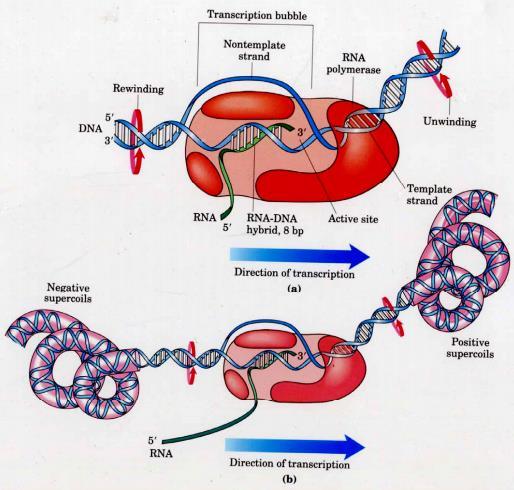يستخدم شريط الدنا ذو االتجاه' 3' 5 إلنتاج شريط mrna ذو