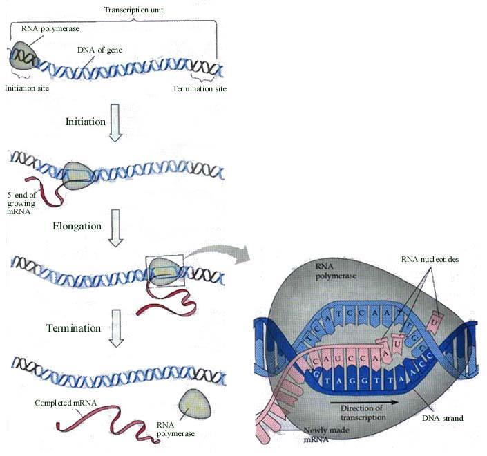 عمليات ما بعد االستنساخ : Post transcription processing ان mrna يكون غير ناضج ويسمى( pre-mrna ) precursor mrna حيث يكون غير فعال وال يتم ترجمته الى بروتين.