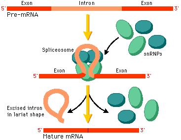 بروتينات باإلضافة الى snrna الذي يميز المنطقة التي يحدث عندها فصل