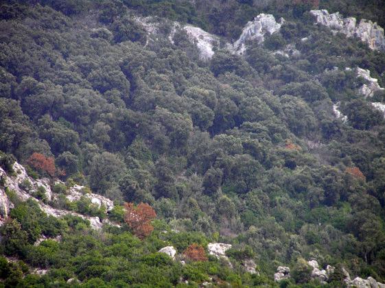 Figura 5.4 Pylli me drurё lisi (Quercus ilex L.) 5.97 Korijet e hapura janё mё tё zakonshme.