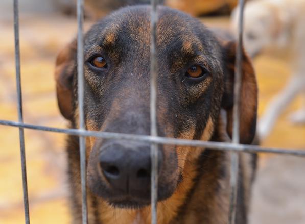 Η Κούκι είναι 6 μηνών και έχει μεγάλη αγάπη μέσα στην καρδιά της.