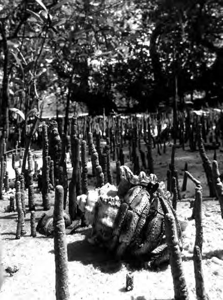 2 Answer all the questions. 1 Fig. 1.1 is a photograph taken at low tide in a mangrove swamp in Mozambique. Fig. 1.1 The photograph shows a hermit crab surrounded by the pneumatophores ( breathing roots ) of mangrove trees.