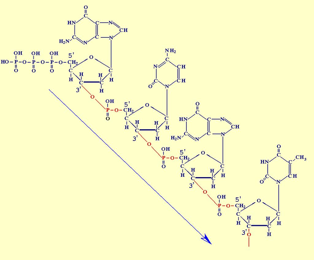 Structura primară a ADN 5' GCGT.