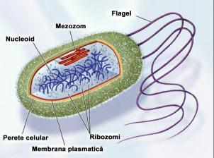 Celula eucariotă Celula procariotă 19 Celula procatiotă Fără nucleu Plasmide