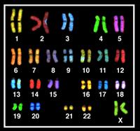pluricelulare Diversitatea celulelor organismului uman Diversitatea celulelor