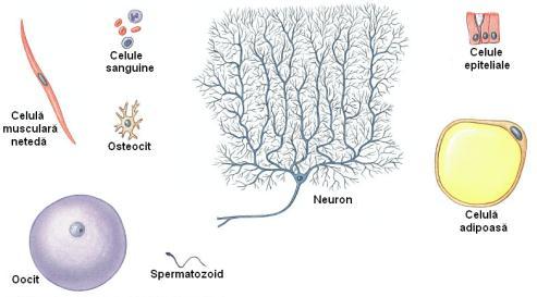 conţin material genetic identic Celulele au structură asemănătoare, dar formă