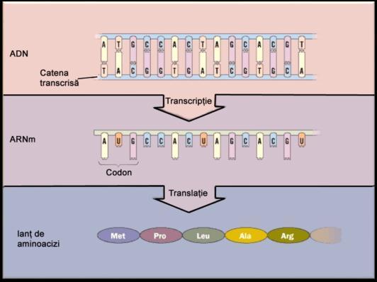 Relaţiile macromoleculelor în celulă Transcripţie