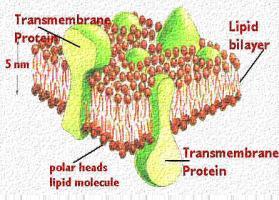 Membrane Localizarea macromoleculelor în celulele umane ADN Localizat. Sintetizat. ARN Localizat.. Sintetizat Proteine Localizate.. Sintetizate Lipide Localizate.. Sintetizate.. Glucide Localizate.
