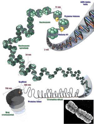 Structura secundară a proteinelor Plierea catenei polipeptidice (punţi de H) -spirale -structuri Structura