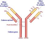 terţiară a ARN ARN+proteine ARNr+proteine ribozomale?