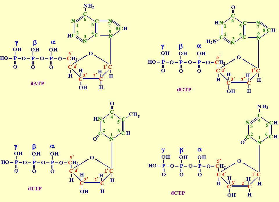 ADN acid dezoxiribonucleic Momomerul ADN Monomeri Structura Primară Secundară Terţiară Localizare Proprietăţi Funcţii Sinteză Particularităţile ADN uman Metode de studiu γ P β α P P O N 5 C C C 1 4 C