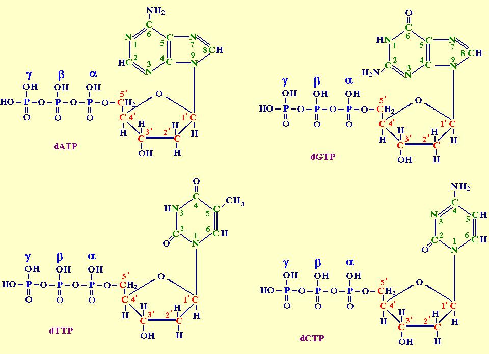 ADN acid dezoxiribonucleic Momomerul ADN Monomeri Structura Primară Secundară Terţiară Localizare Proprietăţi Funcţii Sinteză Particularităţile ADN uman Metode de studiu γ P β α P P O N 5 C C C 1 4 C