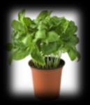 Vamvounakis BASIL PLANTS ARE NEEDED! THE CHURCH IS IN NEED OF BASIL PLANTS. IF YOU WOULD LIKE TO DONATE A PLANT PLEASE BRING IT TO THE CHURCH OFFICE.