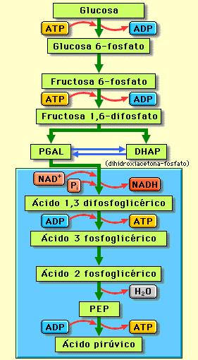 Fosforilación A glicolise é unha ruta anaeróbica que se realiza no hialoplasma Isomerización Isomerización