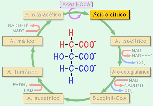 2C 4C 6C 4C 6C 4C 5C 4C GTP 4C http://recursos.cnice.mec.