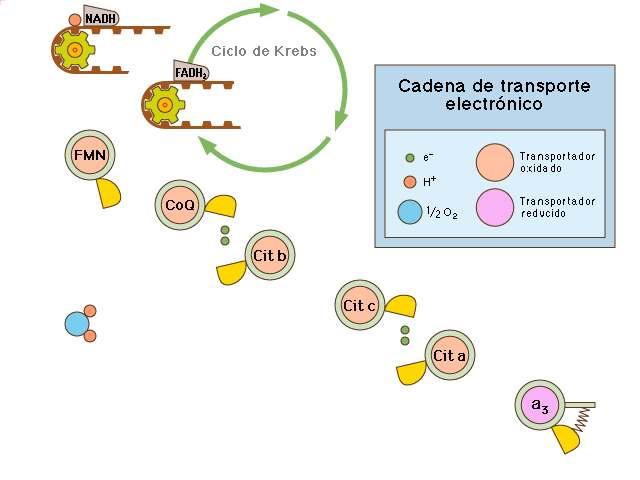 4. CADEA DO TRANSPORTE ELÉCTR CTRÓNICO OU CADEA RESPIRATORIA A molécula de glicosa que iniciou a glicólise está completamente oxidada. Parte da súa enerxía invirtiuse na síntese de ATP.