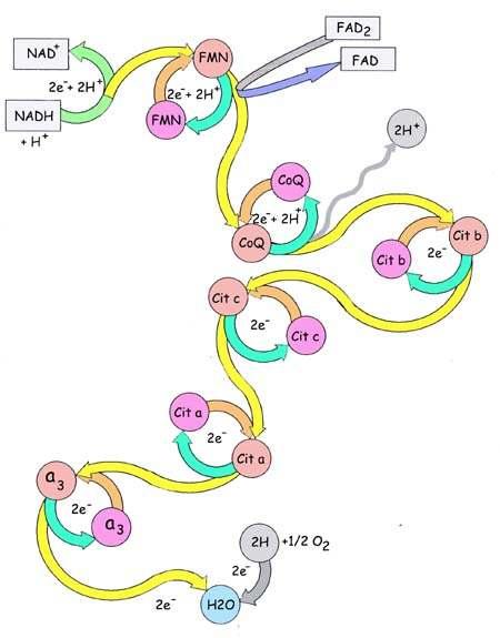 (Oxi) (Red) -0,32 voltios +0,82 voltios (Red) (Red) (Oxi) (Red) (Oxi) (Oxi) (Red) (Red) Cada par redox só pode recibir electróns doutro par que teña potencial de reducción máis negativo e só pode