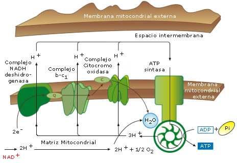 interna Fonte: http://recursos.cnice.mec.