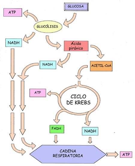http://recursos.cnice.mec.