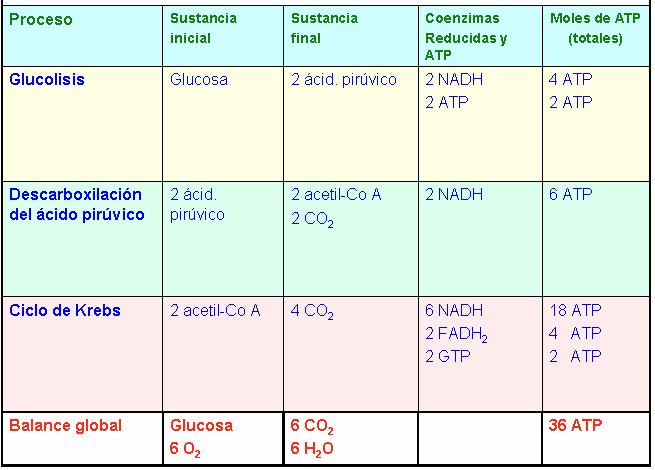 BALANCE GLOBAL DA RESPIRACIÓN AEROBIA DA GLICOSA Substancia inicial Substancia final