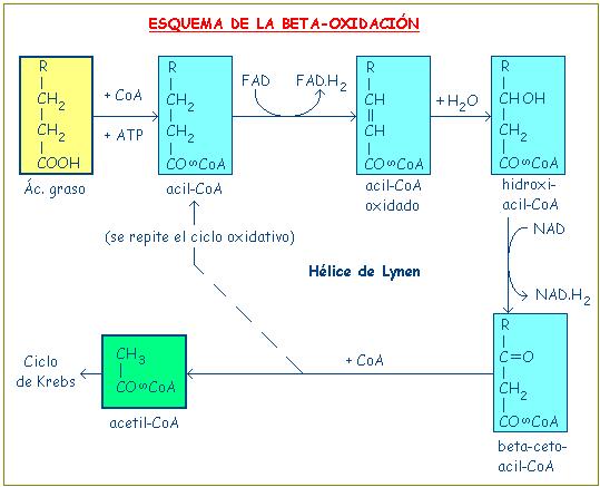 ESQUEMA DA BETA-OXIDACIÓN DUN ÁCIDO GRAXO CR