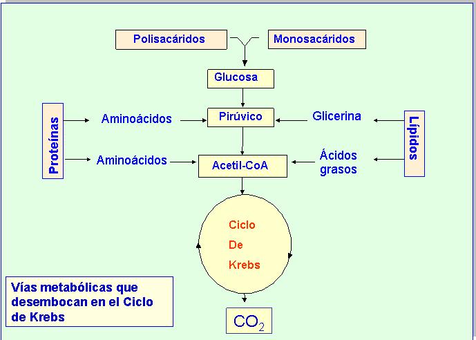 Vías catabólicas que