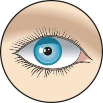 Μέτρα πρώτων βοηθειών για το TDI Ανοίξτε τα βλέφαρα Ξεπλύνετε με άφθονο νερό για τουλάχιστον 15 λεπτά Σε περίπτωση αμφιβολίας, συνεχίστε το ξέπλυμα Επισκεφθείτε τον οφθαλμίατρο το συντομότερο δυνατό
