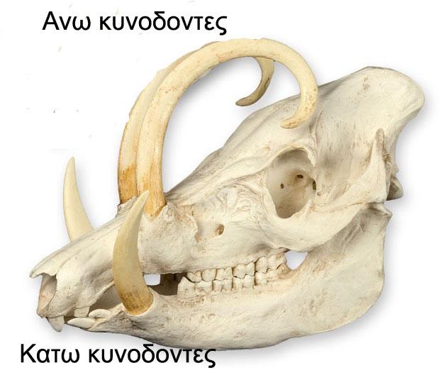 Δεινόσαυρος ραδιοάνθρακα dating