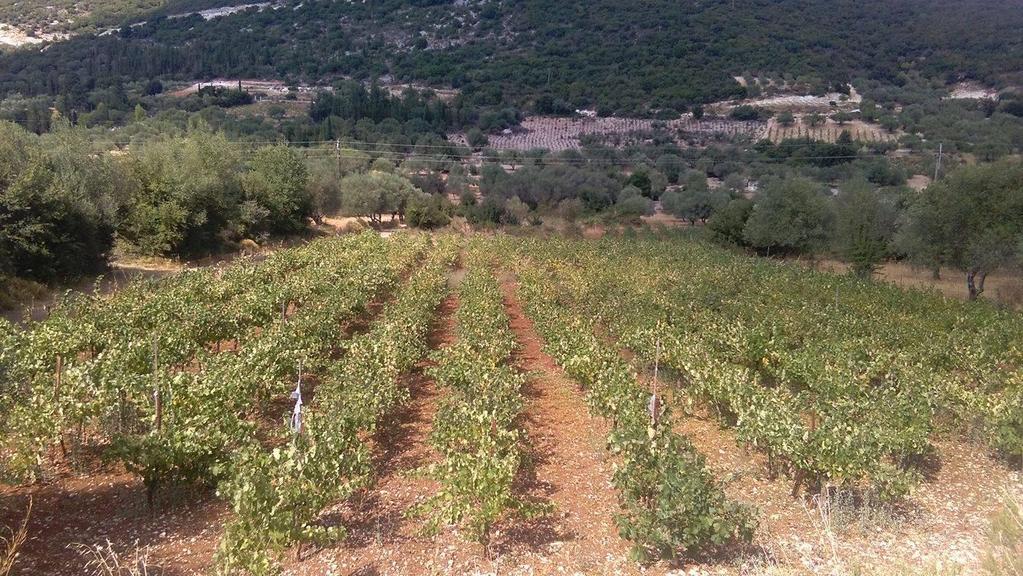 Πτυχιακή Διατριβή Γαρμπή Ηλιάννα ~Φωτογραφίες από τους αμπελώνες του νησιού Εικόνα 1: Aμπελώνας