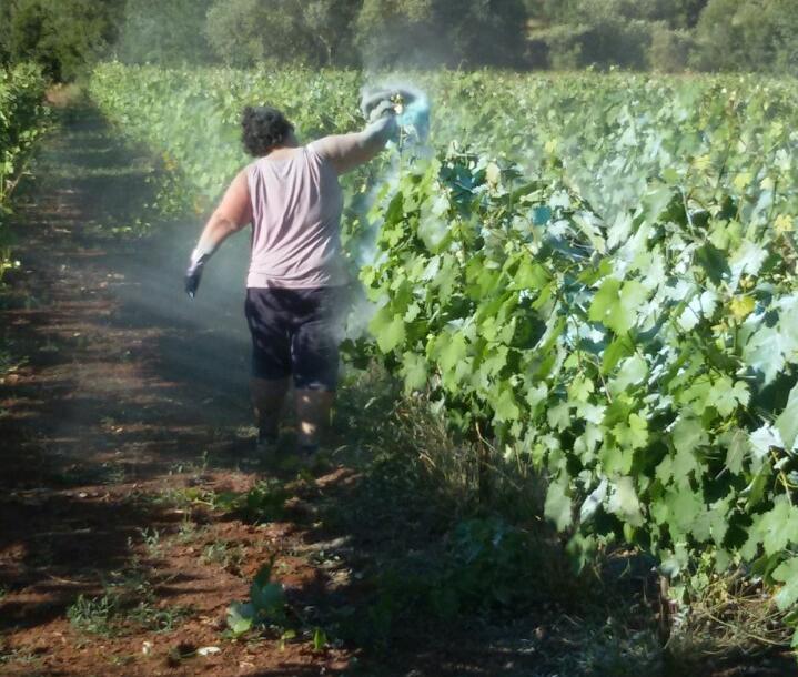 Εικόνα 5: Θειάφισμα σε